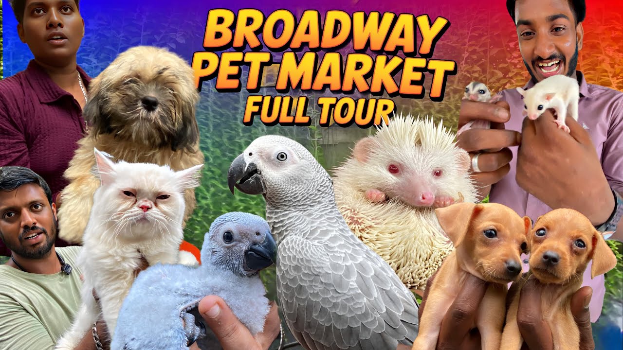 💥Hidden Pet Market in Chennai |  Exotic Pets |  All Pets in One Place | 📍 Kozhi Market  #persiancats