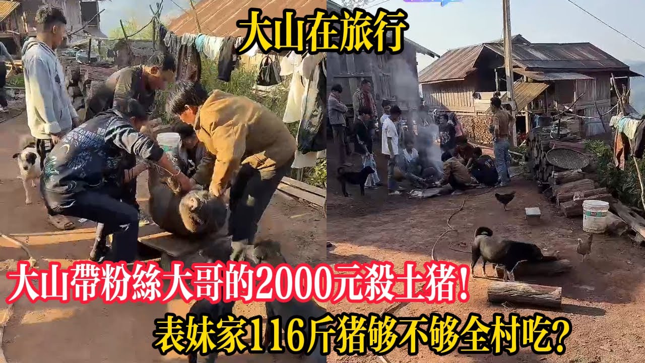 【大山在旅行】大山帶粉絲大哥的2000元殺土豬！表妹家116斤豬夠不夠全村吃？