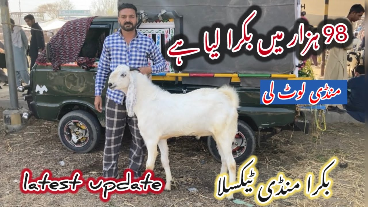 Bakra Mandi Taxila Latest update 7 March 2026#goat 