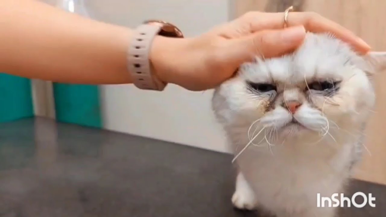มดลูกอักเสบในแมวเป็นมดลูกอักเสบแบบเปิดควรดูแลรักษาอย่างไร💉🐱🩺22 พฤษภาคม ค.ศ. 2024