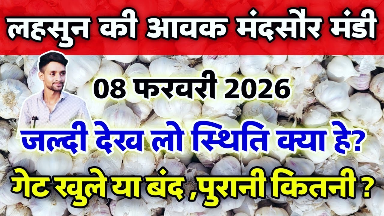 नई/पुरानी लहसुन की आवक मंदसौर मंडी 8 फरवरी 2026 | Garlic Arrival Mandsaur #Mandsaur_Mandi_Update 
