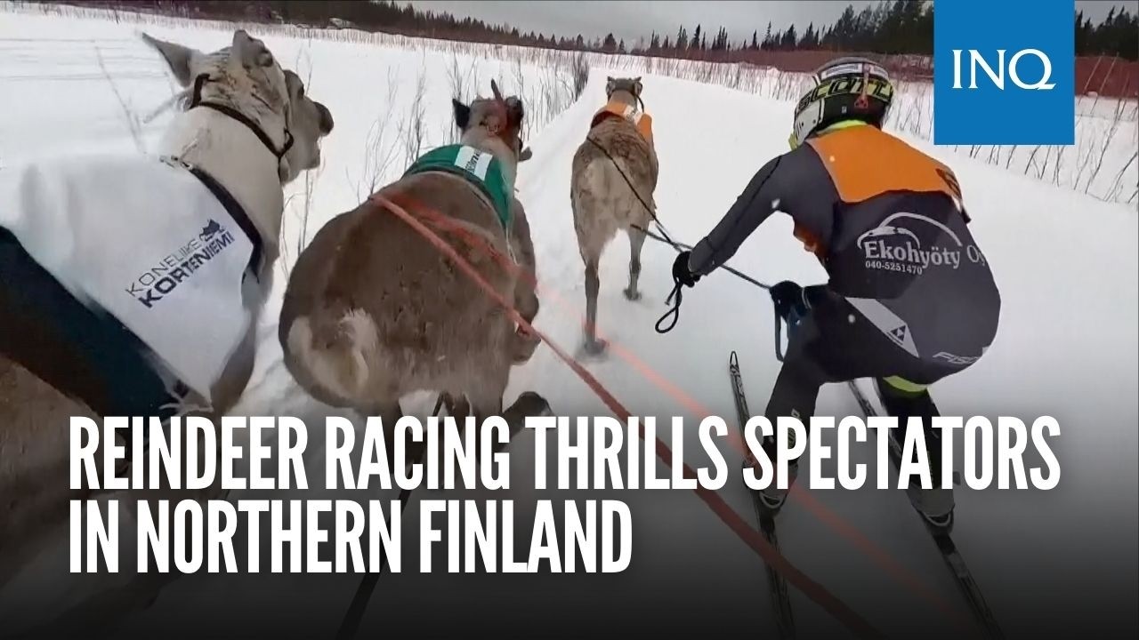 Reindeer racing thrills spectators in Finland's frigid north near the Russian border