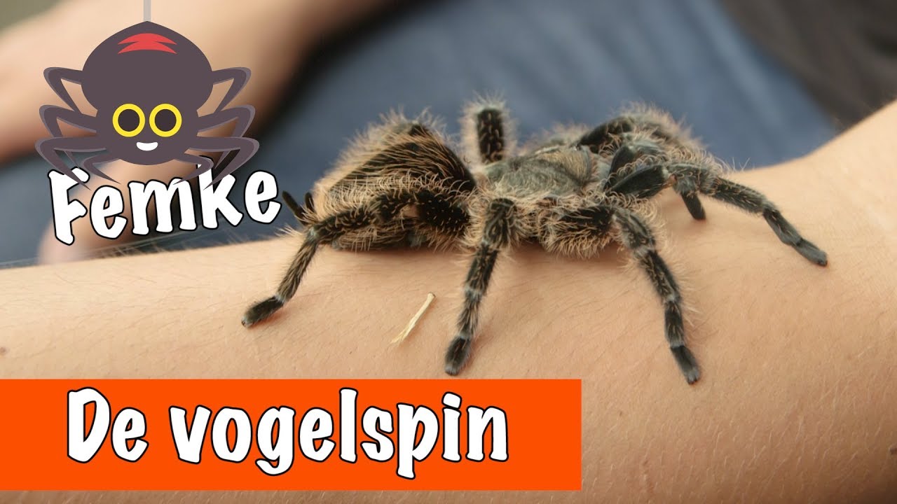 De vogelspin (krulhaar)🕷 | DierenpraatTV