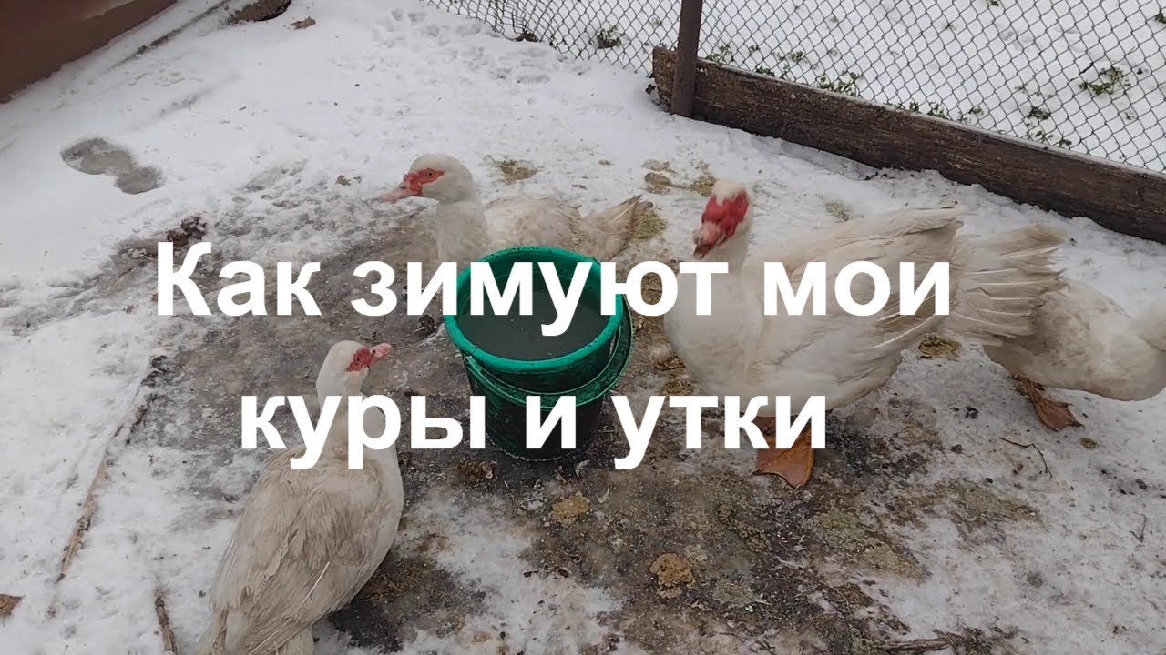 Зимнее содержание кур и уток
