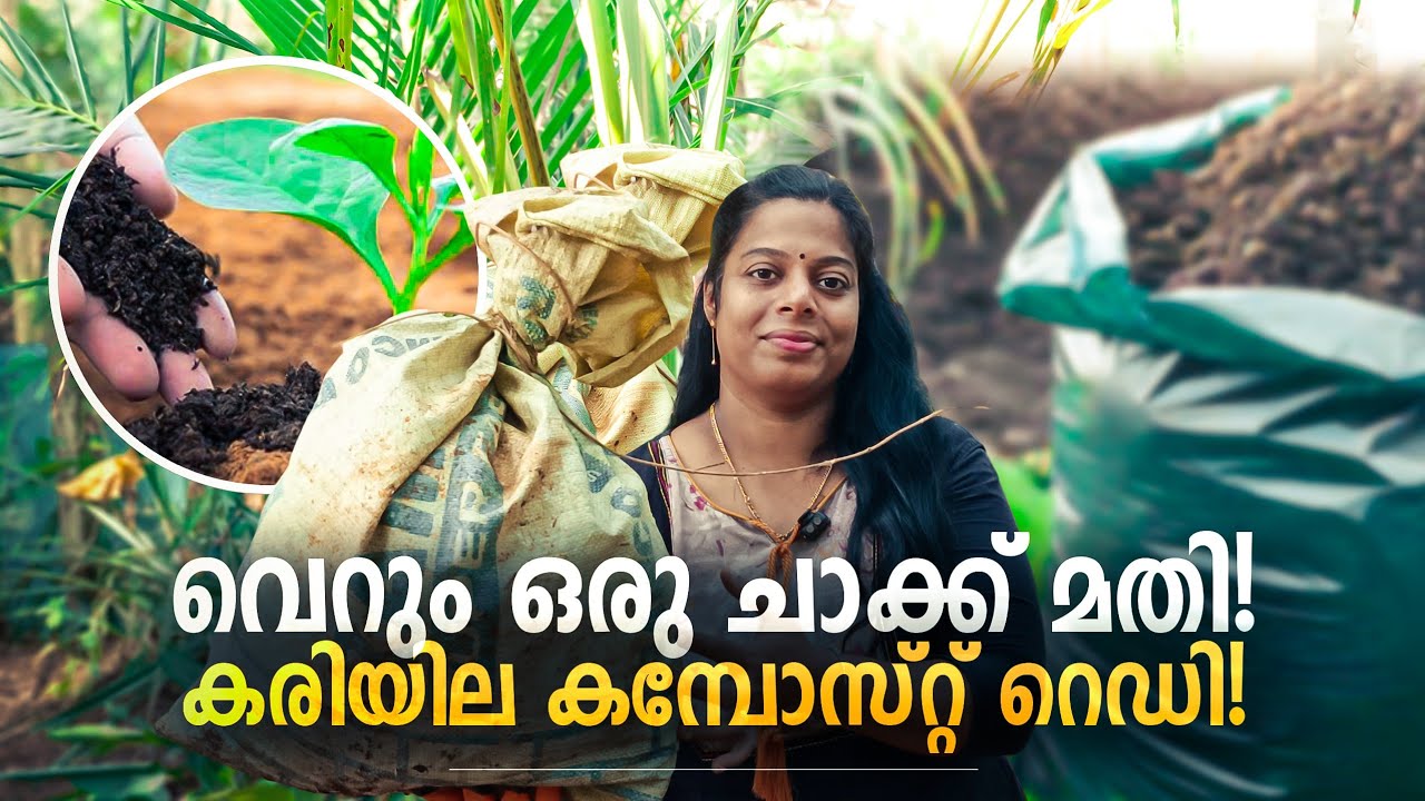 വെറും ഒരു ചാക്ക് മതി,കരിയില കമ്പോസ്റ്റ് റെഡി! | Just one bag is enough, curry leaf compost is ready 