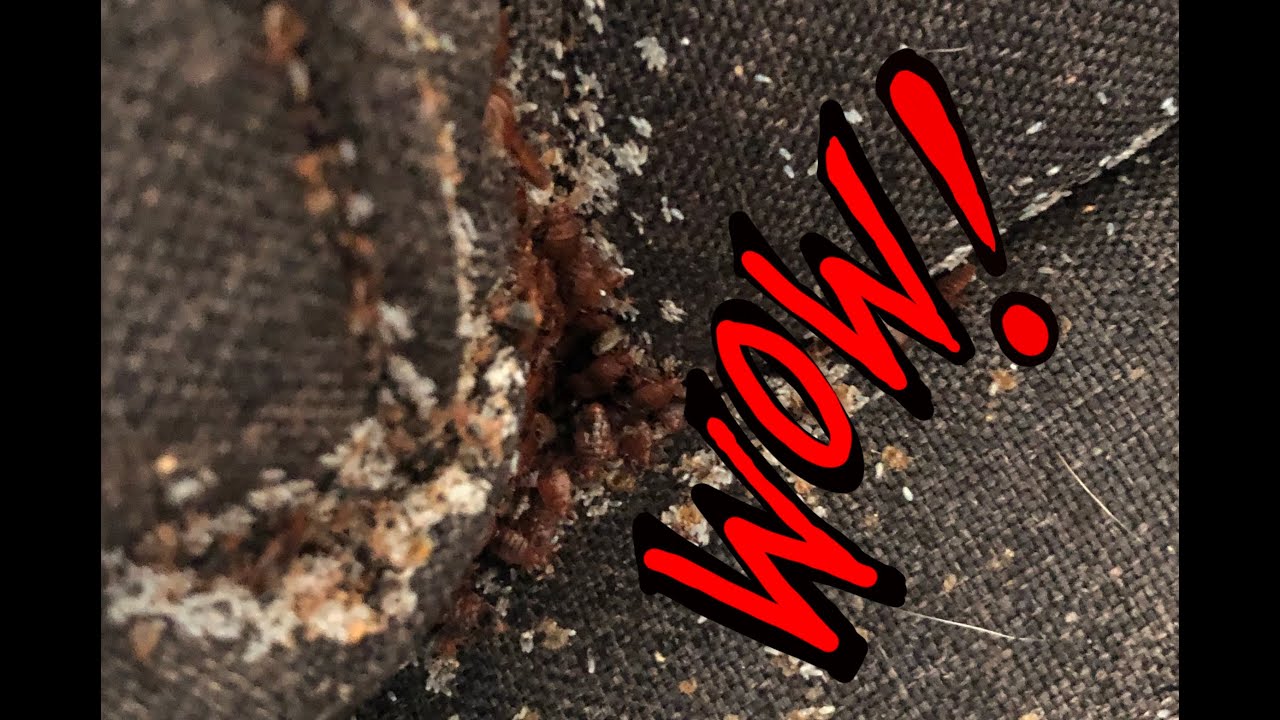 YOU ONLY NEED THIS FOR BED BUGS IN 2026 #bedbugs #solutions #professionaladvice