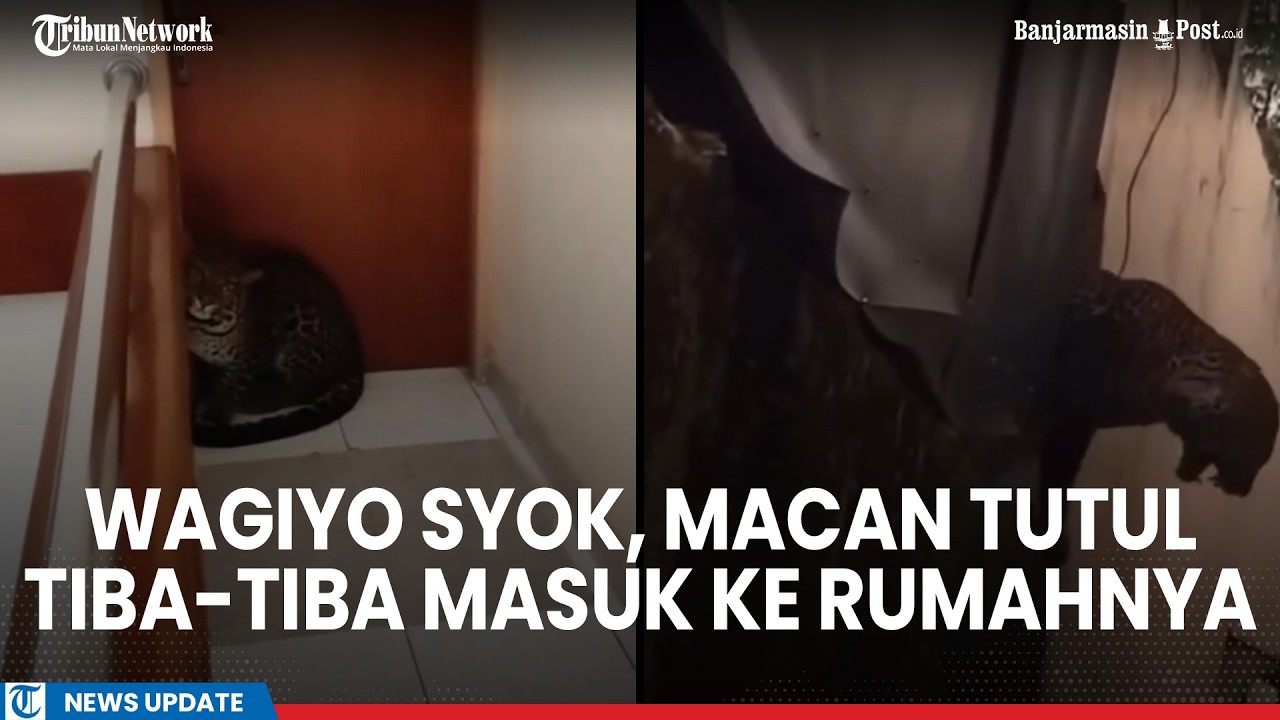 Heboh Macan Tutul Masuk Rumah Warga Tawangmangu, Evakuasi Libatkan BKSDA