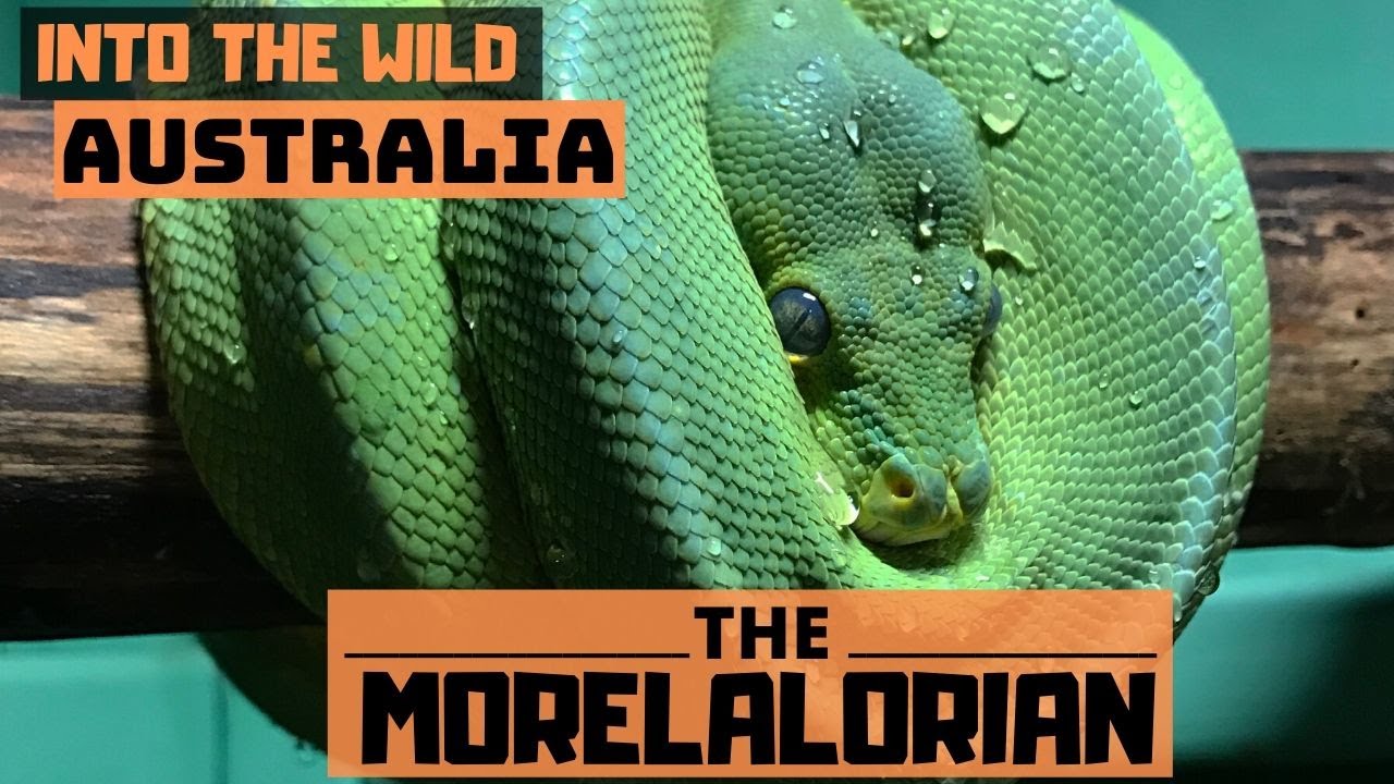 Into The Wild | Our Australian Reptiles Pt. 2 (Carpet Pythons Galore!)