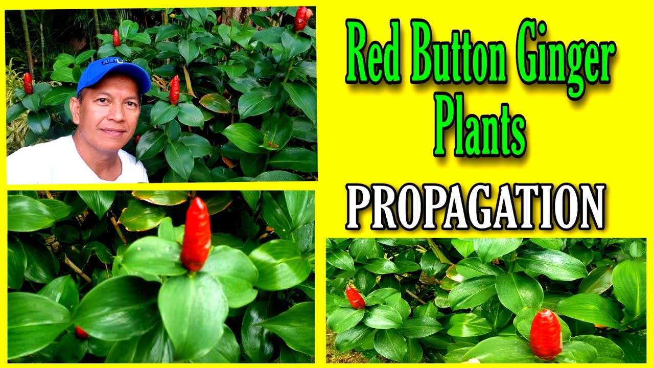 How to propagate Red button ginger plants from flowers / Paano magpatubo ng red ginger button plants