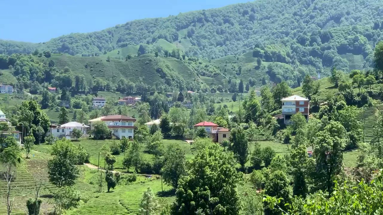 Çay Bahçeleri - Ortapazar Köyü - Rize