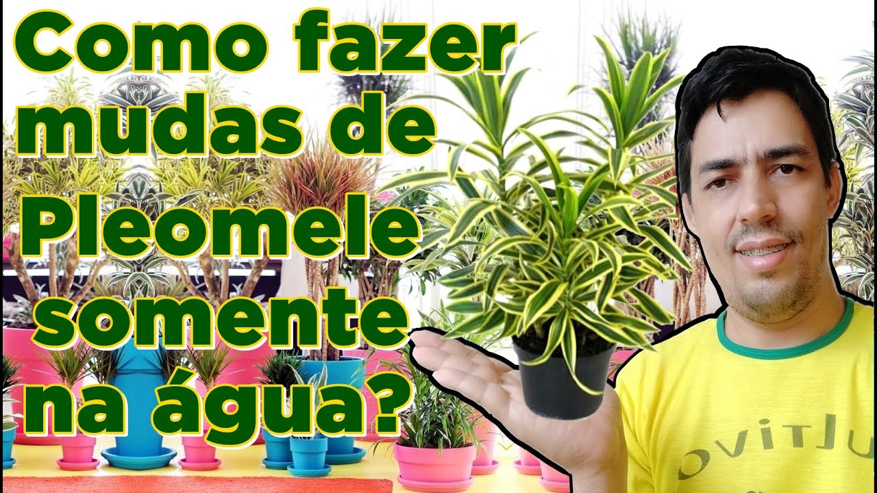 Como fazer mudas de Pleomele na água?