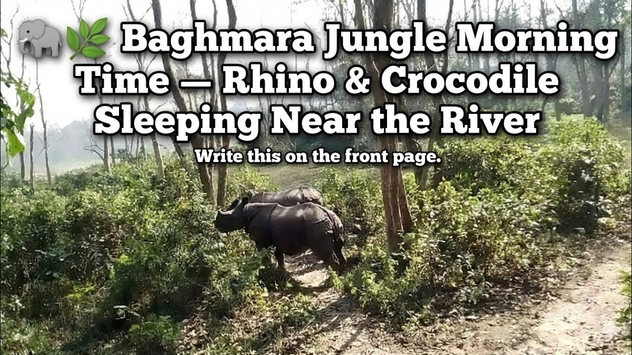 🐘🌿 Baghmara Jungle Morning Time — Rhino & Crocodile Sleeping Near the River
