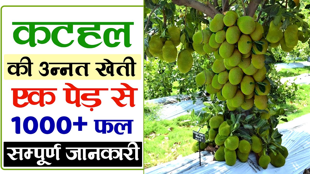 कटहल की खेती | kathal ki kheti | Jackfruit farming in India | Advance Agriculture