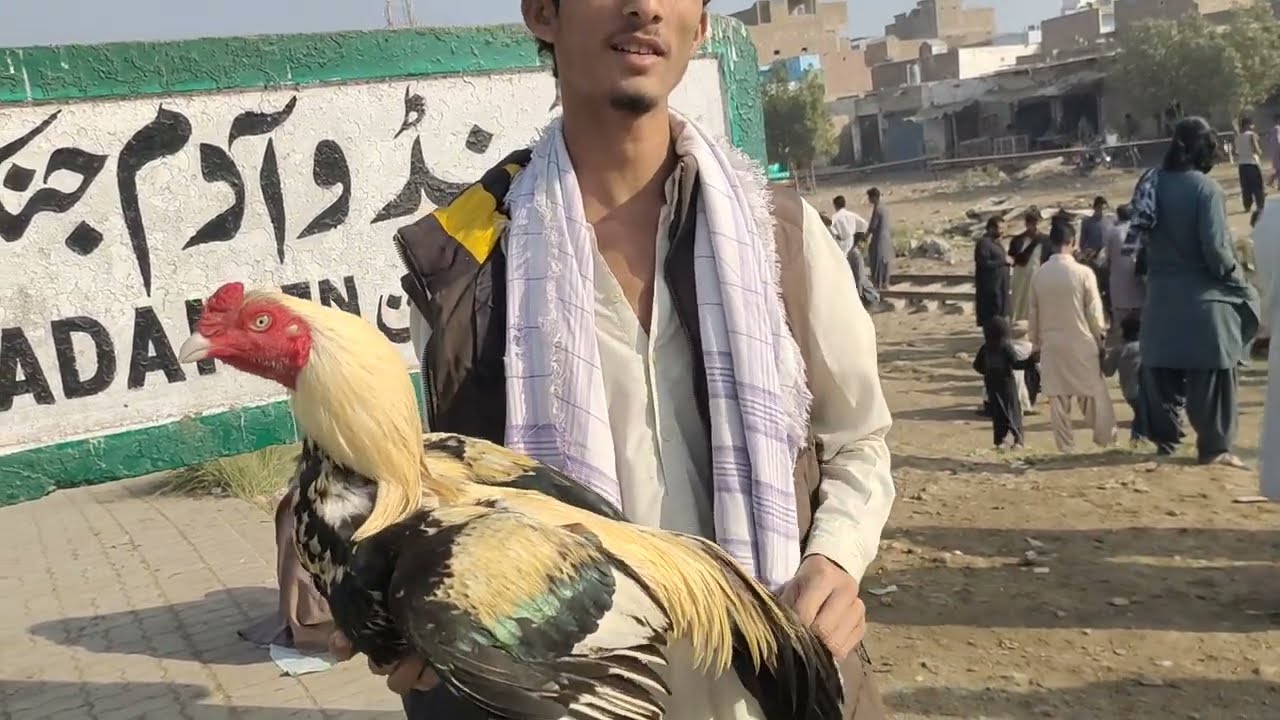 Sindh Aseel Murga mandi 2024