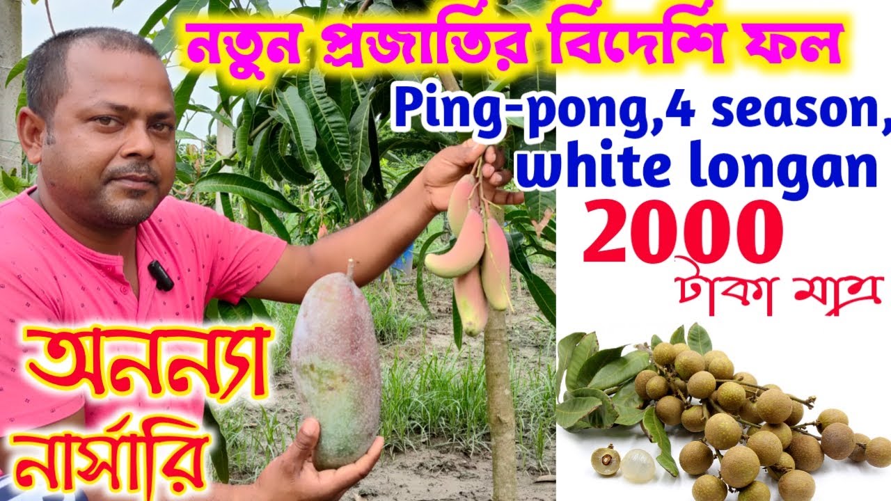 একদম নতুন প্রজাতির লেবু আম লংগান ড্রাগন এর গাছ নিয়ে এলো অনন্যা নার্সারি ।। Ananya Nursery ।।