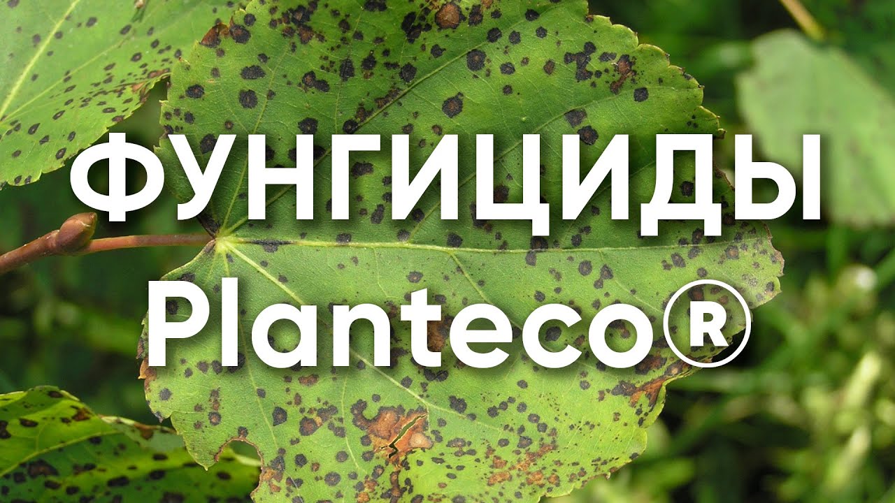 Фунгициды Planteco: Триходермин ТН82 (Trichoderma harzianum) Фитодок BS26 (Bacillus subtilis)