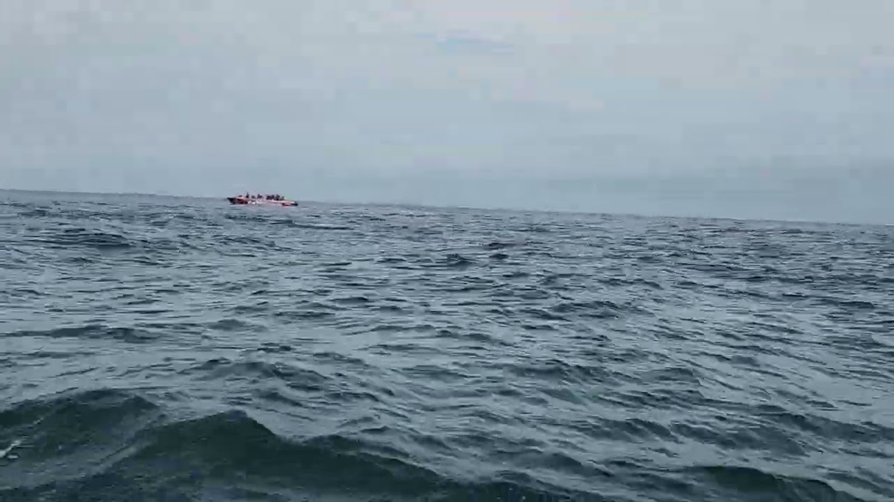 Whale watching 