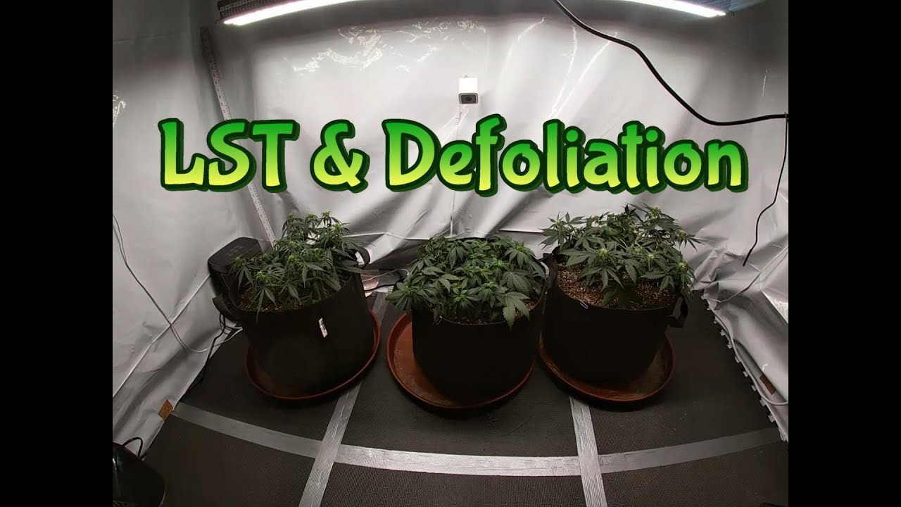 Week 4 Staggered Grow (LST & Defoliation)