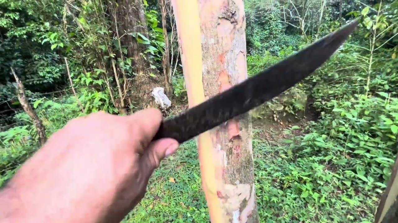 Cosechando corteza del árbol de Maví.