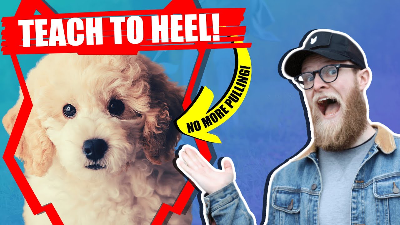 How To Get Your POODLE To WALK TO HEEL