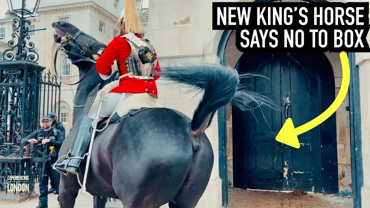 NEW HORSE WON’T ENTER BOX! ⚠️ 🐎 | Horse Guards, Royal guard, Kings Guard, Horse, London