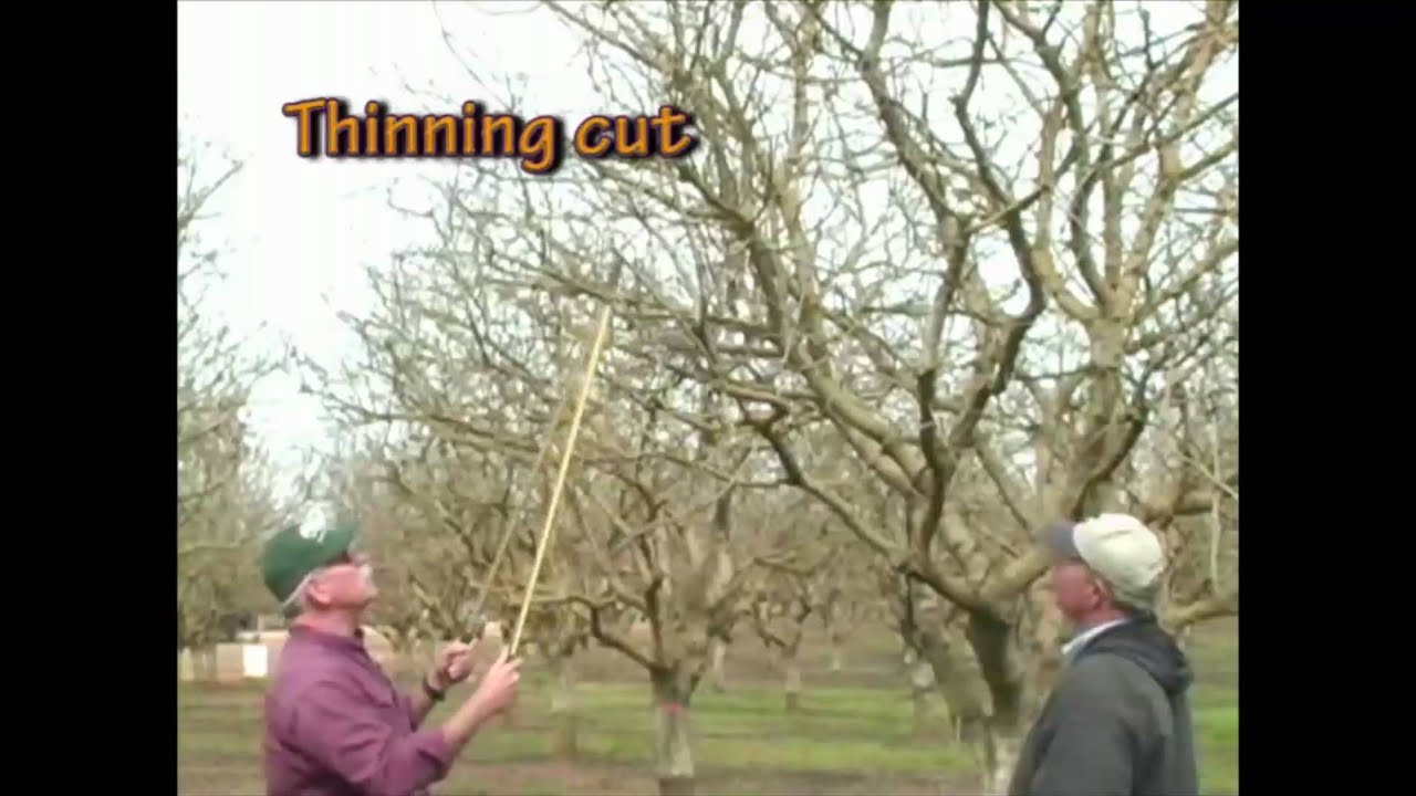 Pistachio Pruning  - The Mature Tree part 1 of 3