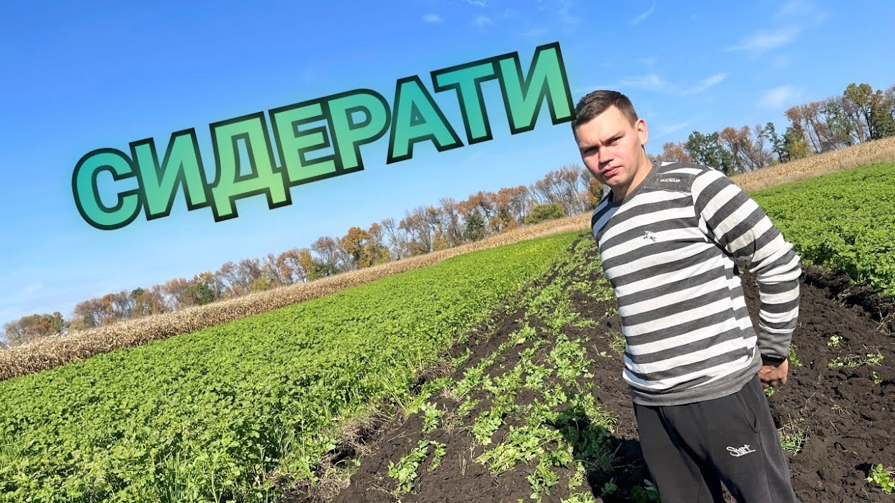 ОРАНКА ГІРЧИЦІ, ТАКИХ СИДЕРАТІВ Я ЩЕ НЕ БАЧИВ