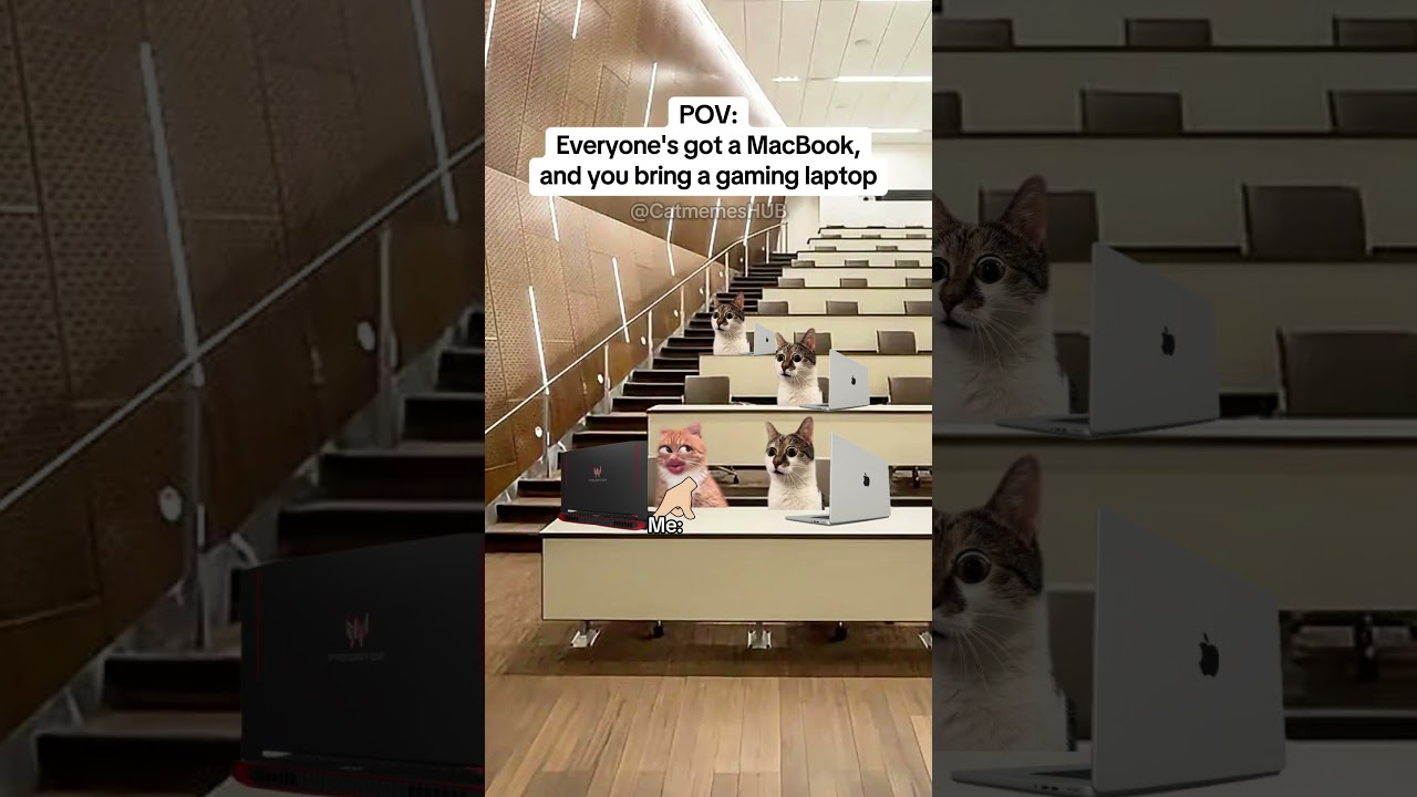 CAT MEMES 🐱Everyone's got a Mac, and you bring a gaming laptop #catmemes #relatable #relationship