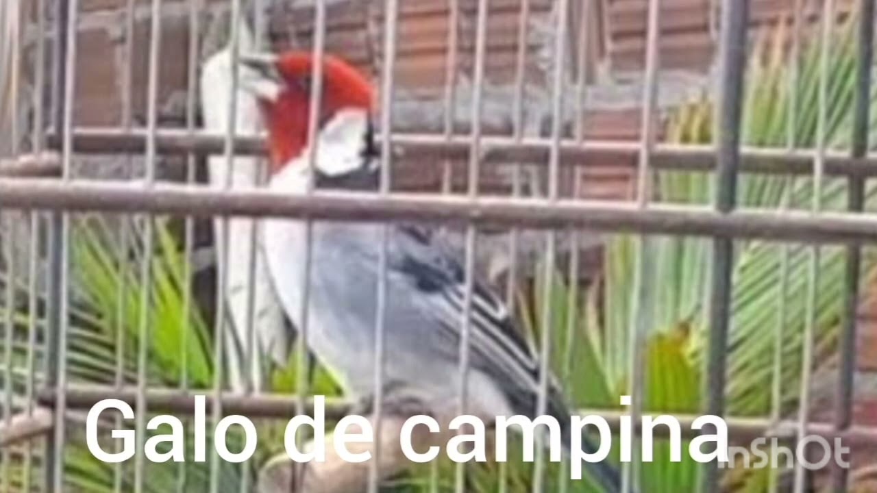 Galo de Campina novo como fazer ele cantar em todo lugar