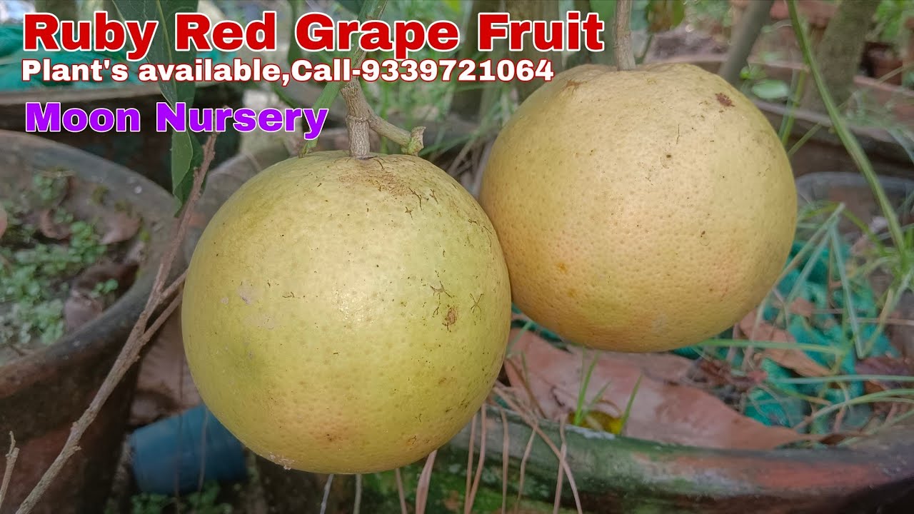 Ruby Red Grape Fruit in pot || ছোট টবেই ফলছে ফাইবার ও এন্টিঅক্সিডেন্টে ভরপুর গ্রেপফ্রুট 