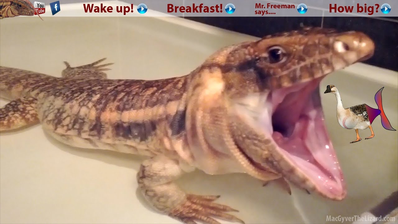 ☜ Waking up the Beast