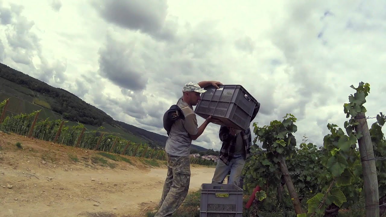 Vendanges 2015 - teaser