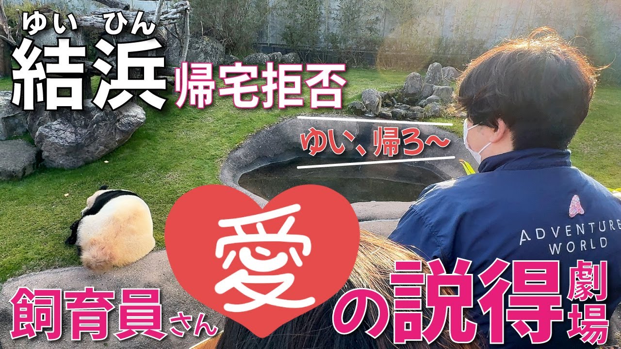【結浜（ゆいひん）】またもや帰宅拒否‼️の結浜🎀にナカさん＆飼育員Sさんの愛💖の説得劇場🥰ノーカットでお届け！