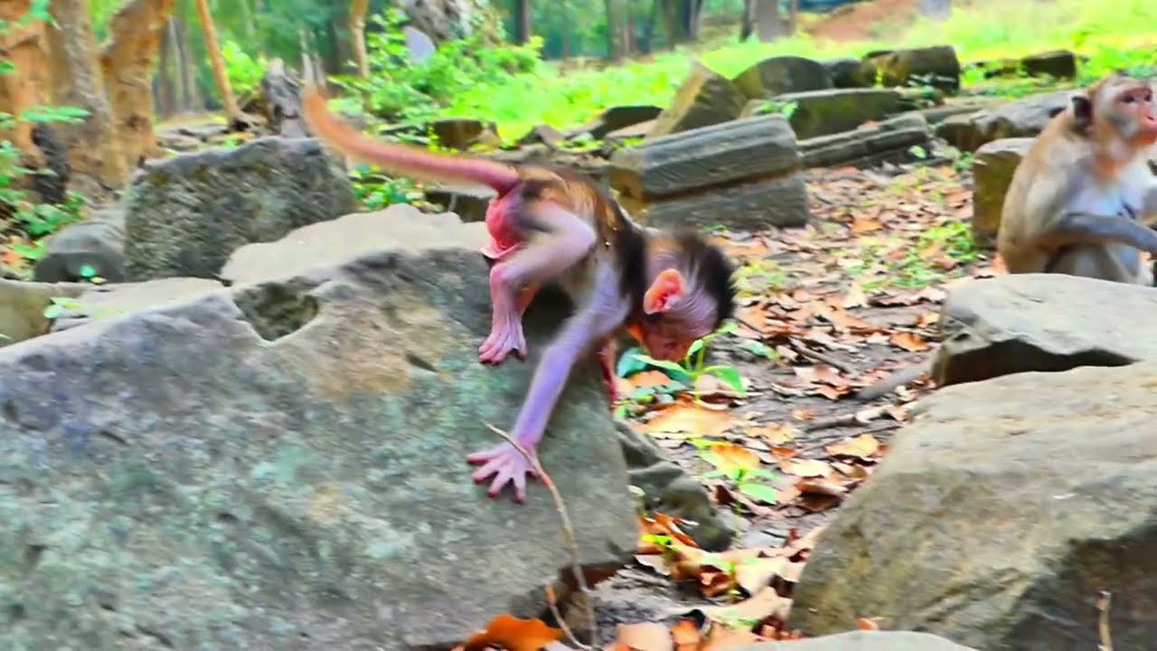 Tiny Baby Monkey Cries Softly While Learning walk and why Mother Watches baby fall down from