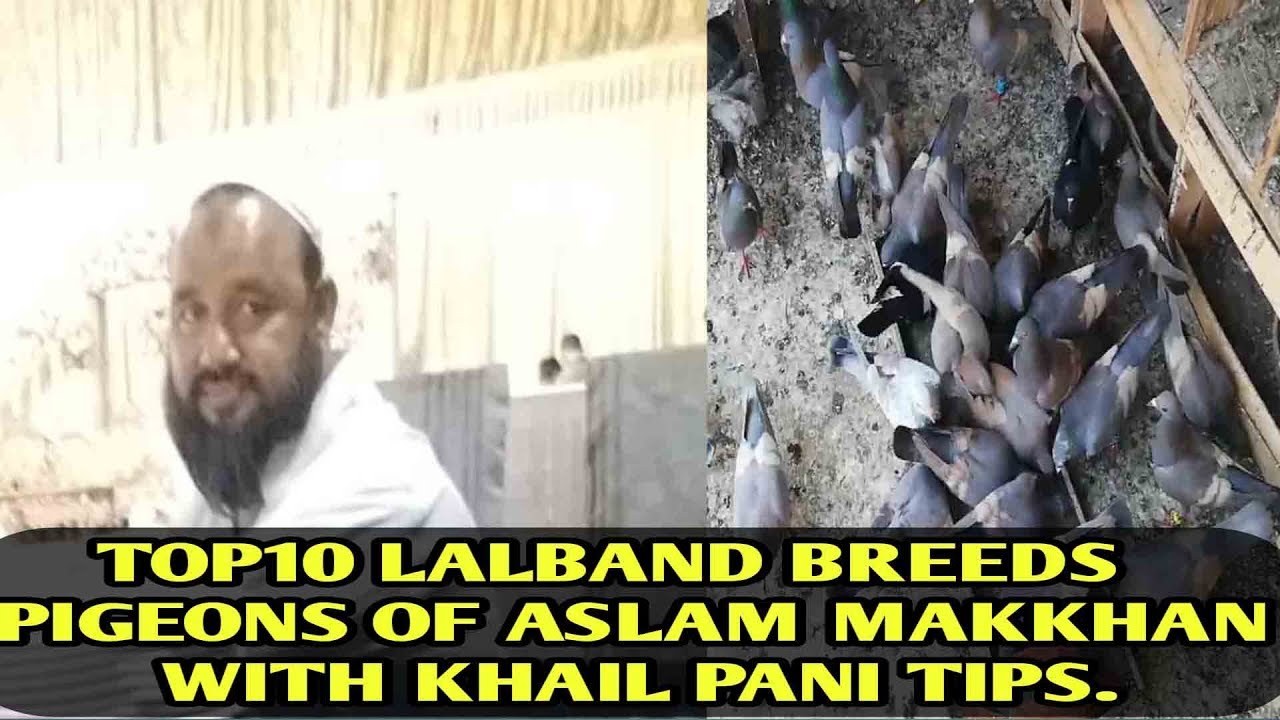 Top10 Lalband breeds Pigeon of Aslam Makkhan with Khail Pani Tips.