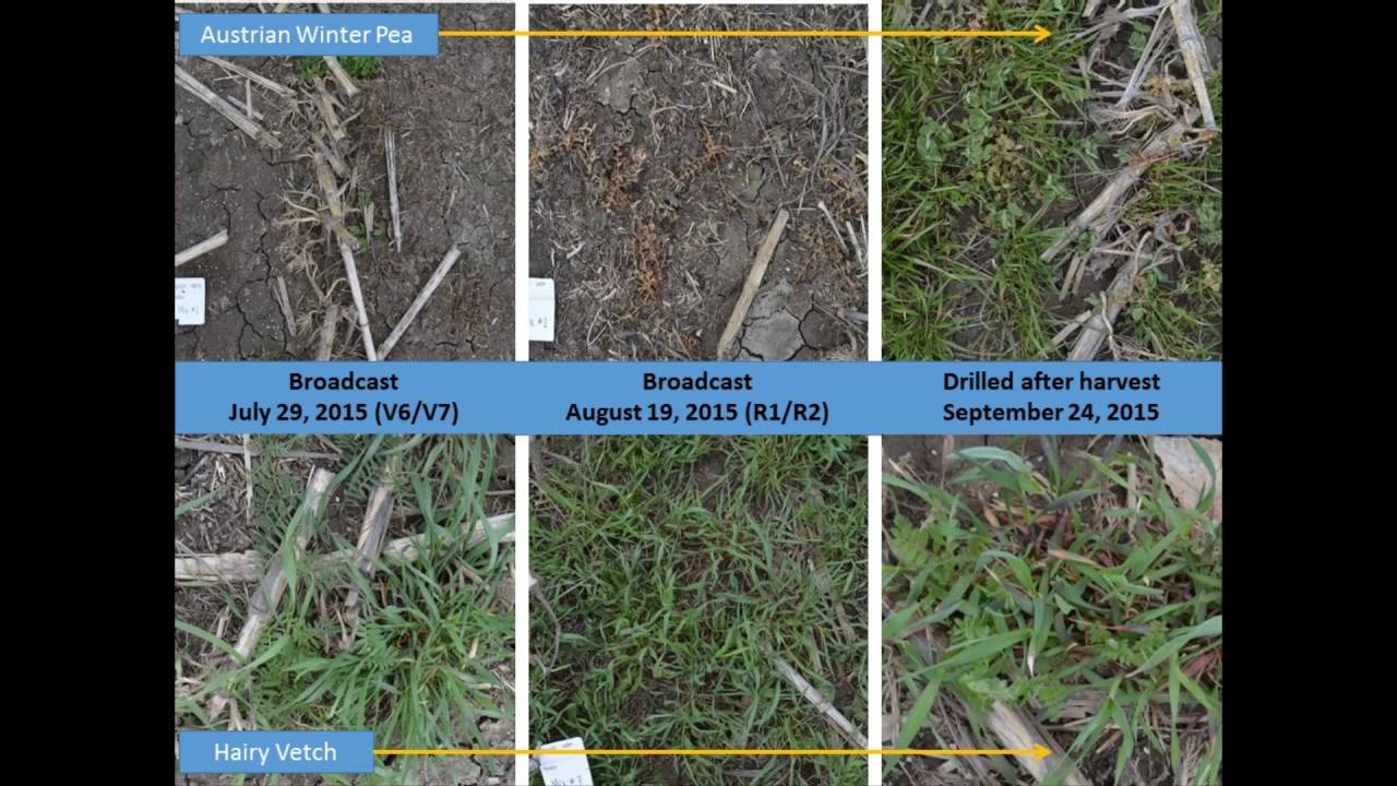 Cover Crop Variety Selection for Interseeding