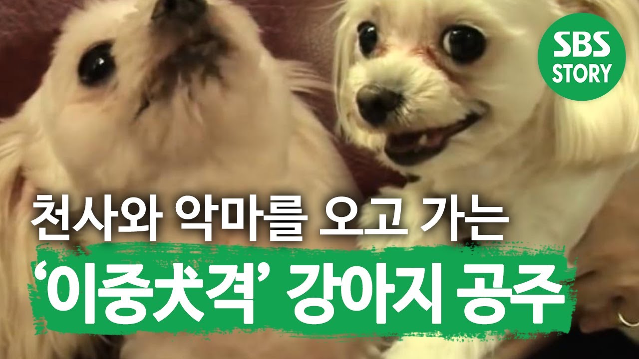 ‘이중犬격’ 천사와 악마를 오고 가는 강아지 공주 I TV동물농장 (Animal Farm) | SBS Story