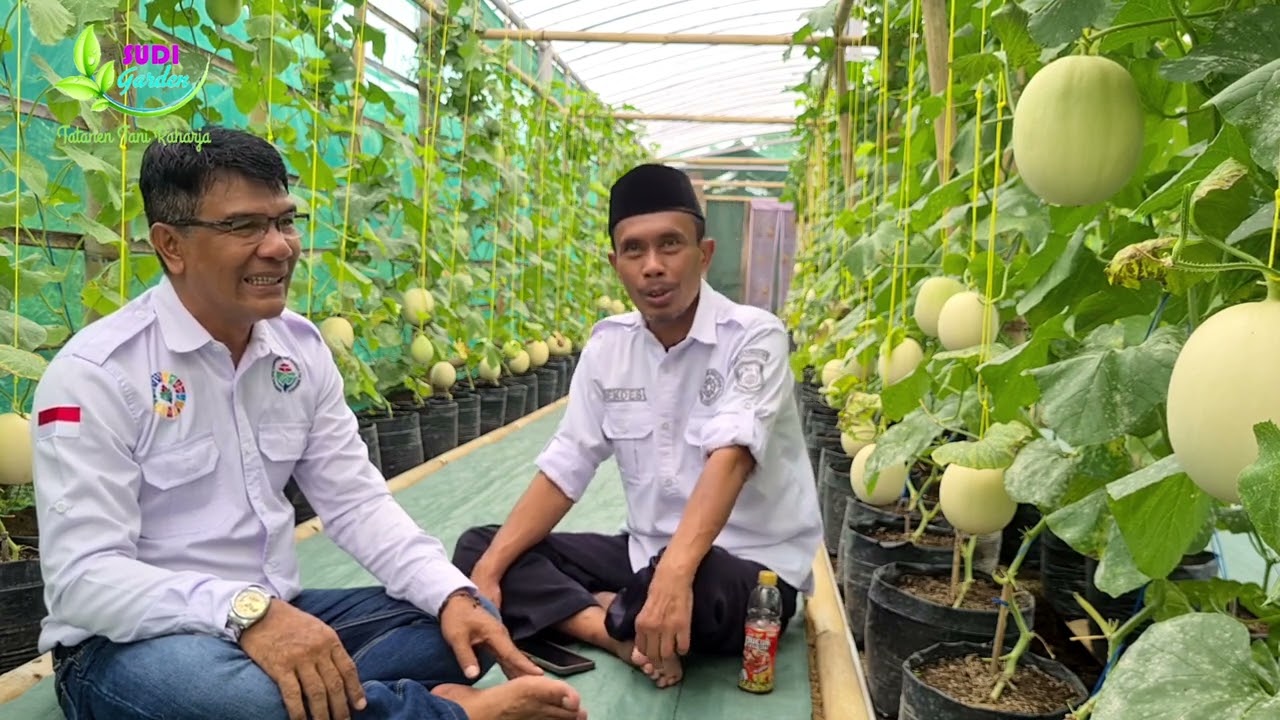 Melon Kirani F1 Eksklusif Buah Besar Rasa Manis Panen Melimpah Menguntungkan