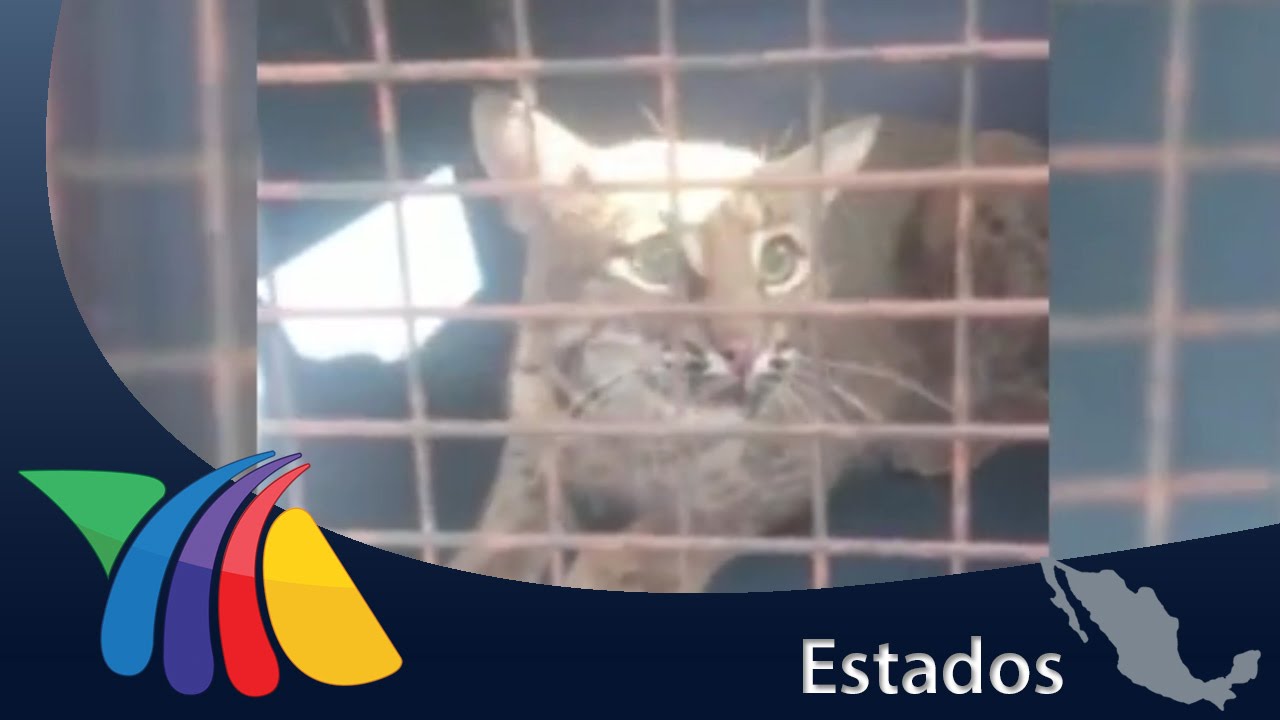 Lince provoca movilización en el Estado de México | Noticias del Estado de México