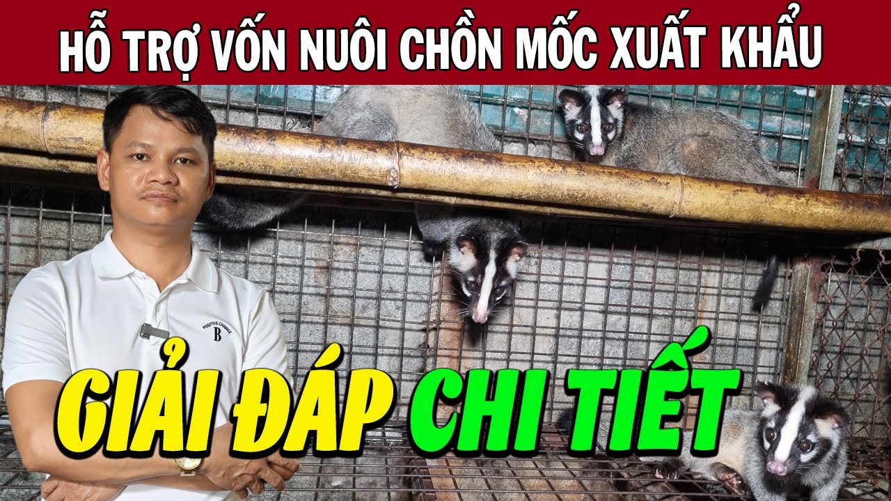 L&agrave;m Sao Để Được Hỗ Trợ Vốn Nu&ocirc;i Chồn Mốc Xuất Khẩu? | Giải Đ&aacute;p Chi Tiết Từ Trại Anh Toan