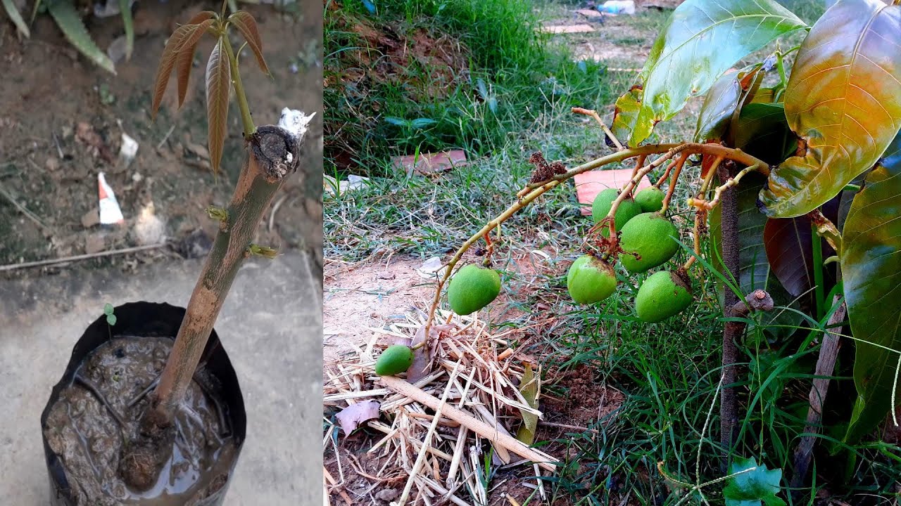 Terbongkar Rahasia Stek Mangga Bagi Pemula Agar Cepat Tumbuh Tunas ( Part 2)