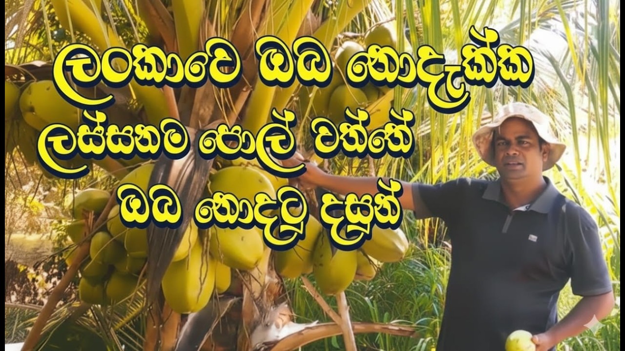 The Most Beautiful Coconut Garden in Sri Lanka | පොල් වගාව.