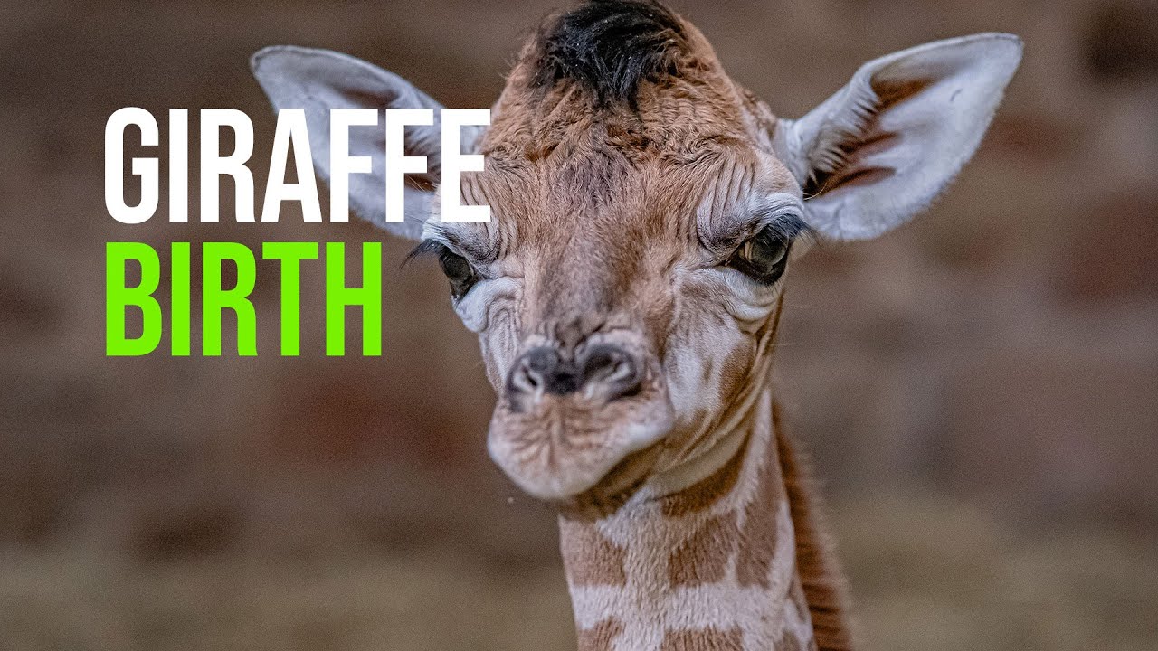 WATCH: The Joyous Moment a Rare Rothschild’s Giraffe is Born at Chester Zoo