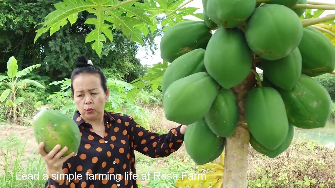 It is time to enjoy harvesting organic papaya at Rosa Farm