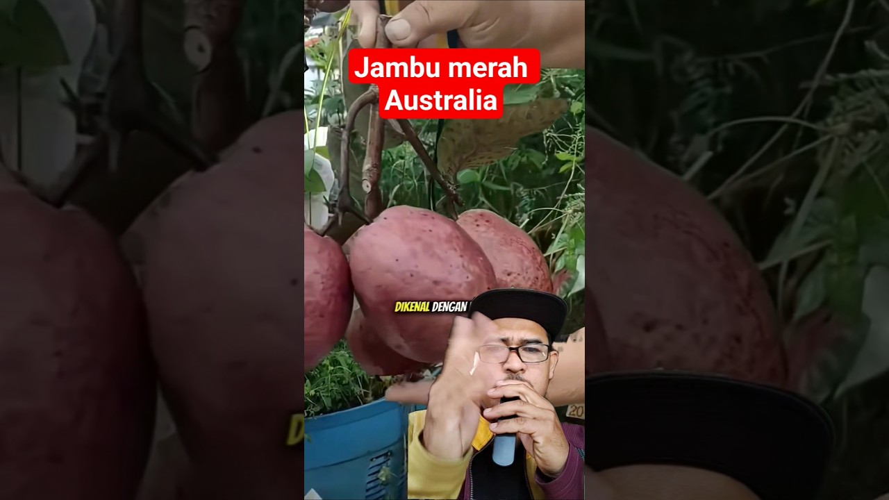jambu merah ini berasal dari Australia #farming #pertanian