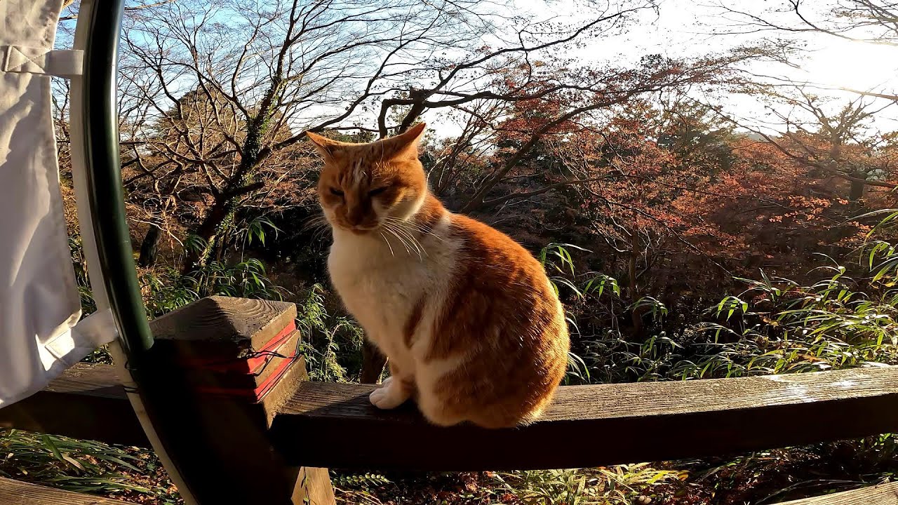 野良猫が寒いので夕日で体を温める