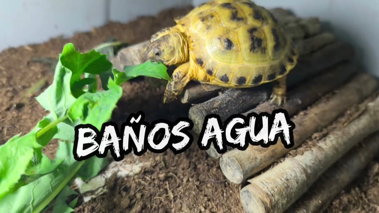 Porque en diferentes baños tortuga rusa baby a terrapene carolina carolina major triunguis turtle 