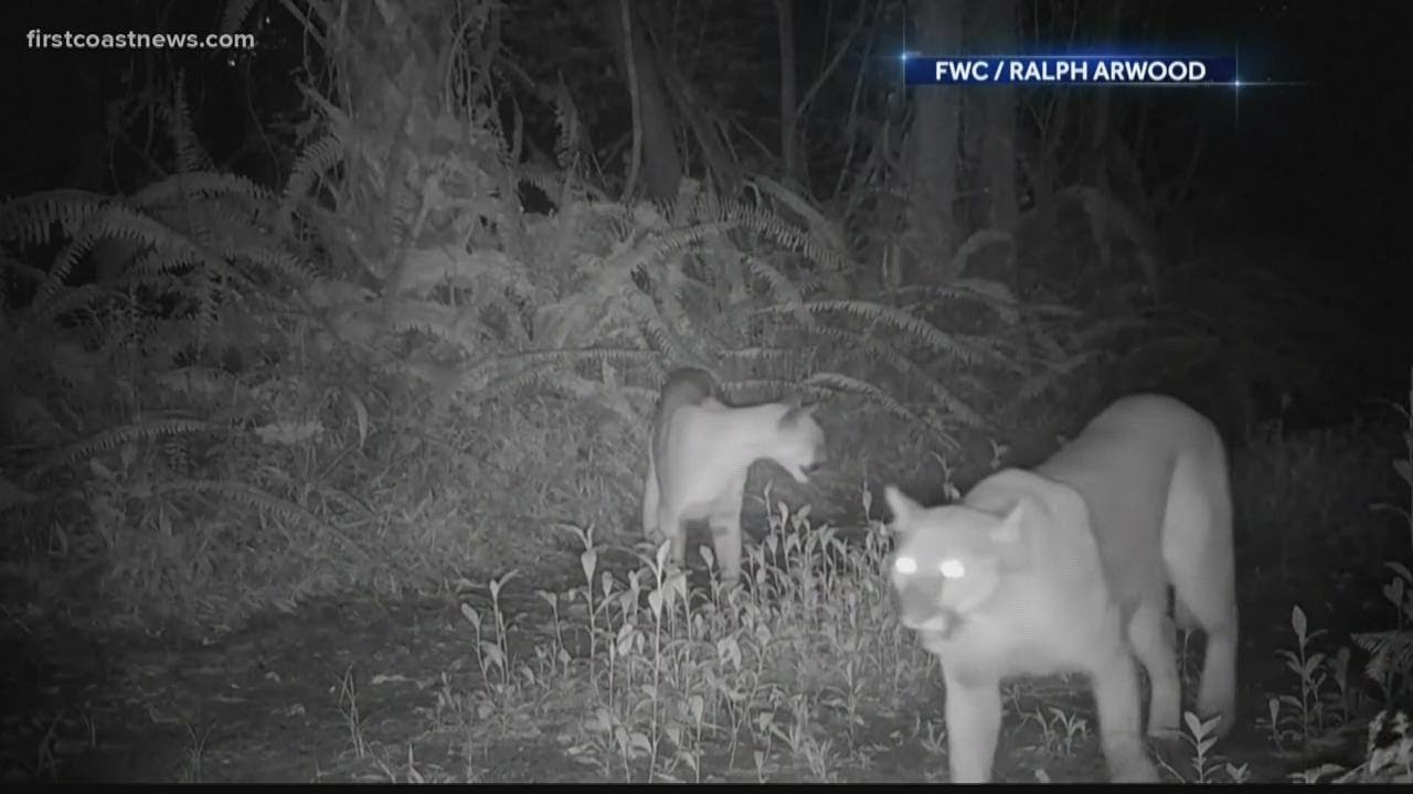 Reports of panther sightings in Jacksonville's River Point neighborhood