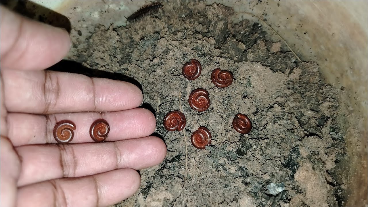 Catching Insects & Building Their Mini Homes