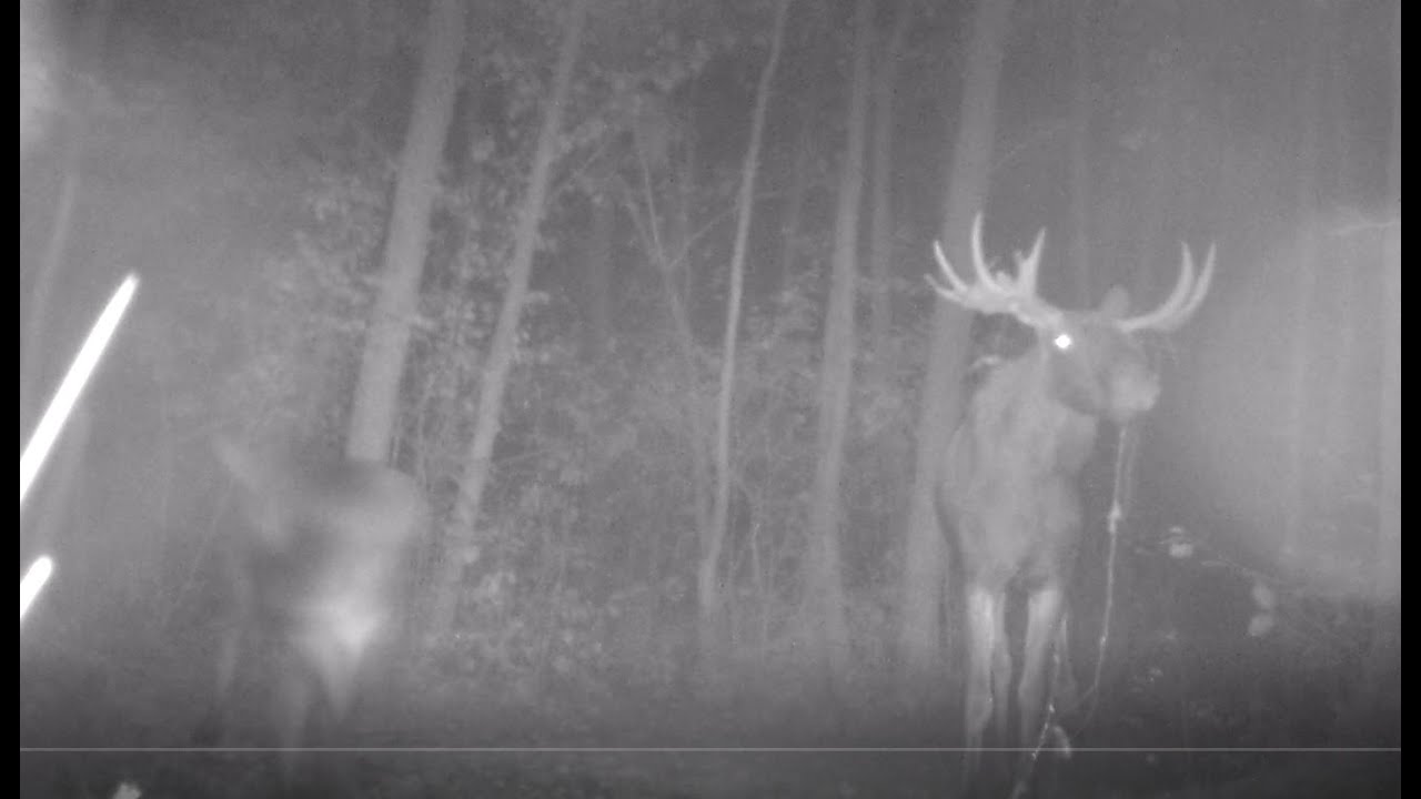 Bukowisko 2020. Łoś byk i klępa.